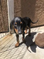 Luna, a female Doberman Pinscher for sale in Barstow, CA – Photo 3 of 3