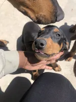 Xena, a female Doberman Pinscher for sale in Barstow, CA – Photo 4 of 4