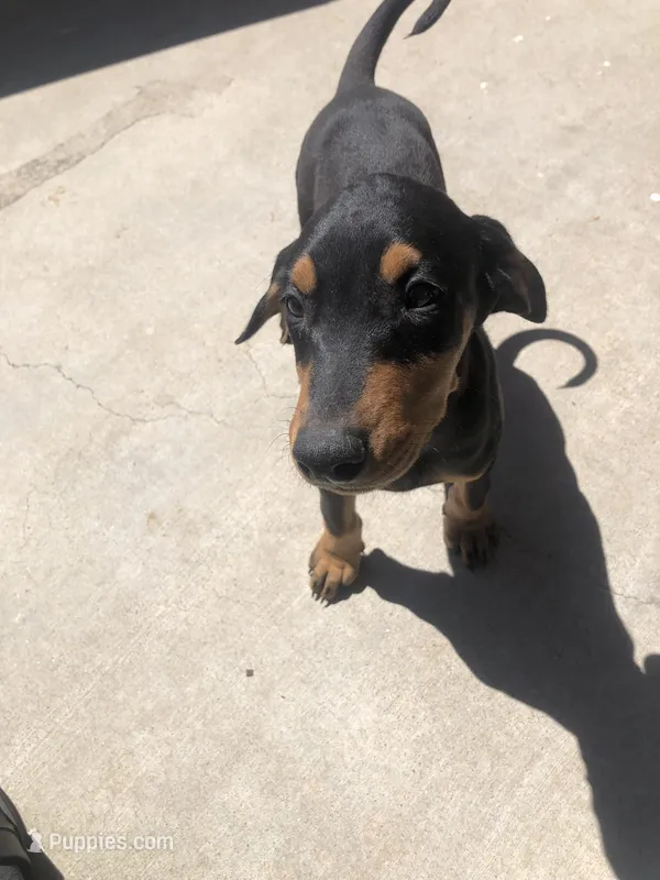Xena – Doberman Pinscher puppy for sale in Barstow, CA