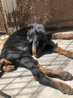 Xena, a female Doberman Pinscher for sale in Barstow, CA – Photo 3 of 4