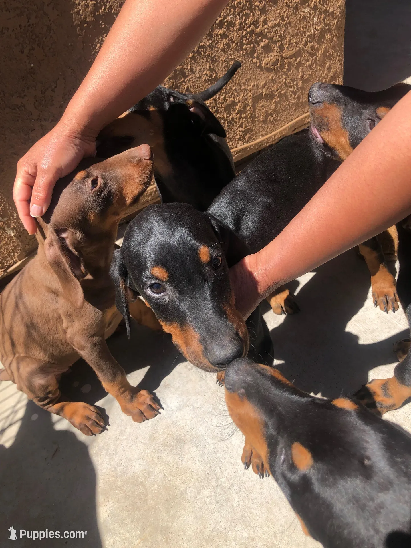Lulu, a female Doberman Pinscher for sale in Barstow, CA – Photo 4 of 4