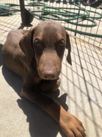 Nala, a female Doberman Pinscher for sale in Barstow, CA – Photo 2 of 3