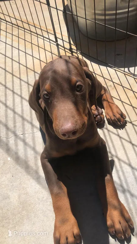 Nala – Doberman Pinscher puppy for sale in Barstow, CA