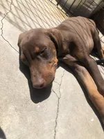 Nala, a female Doberman Pinscher for sale in Barstow, CA – Photo 3 of 3