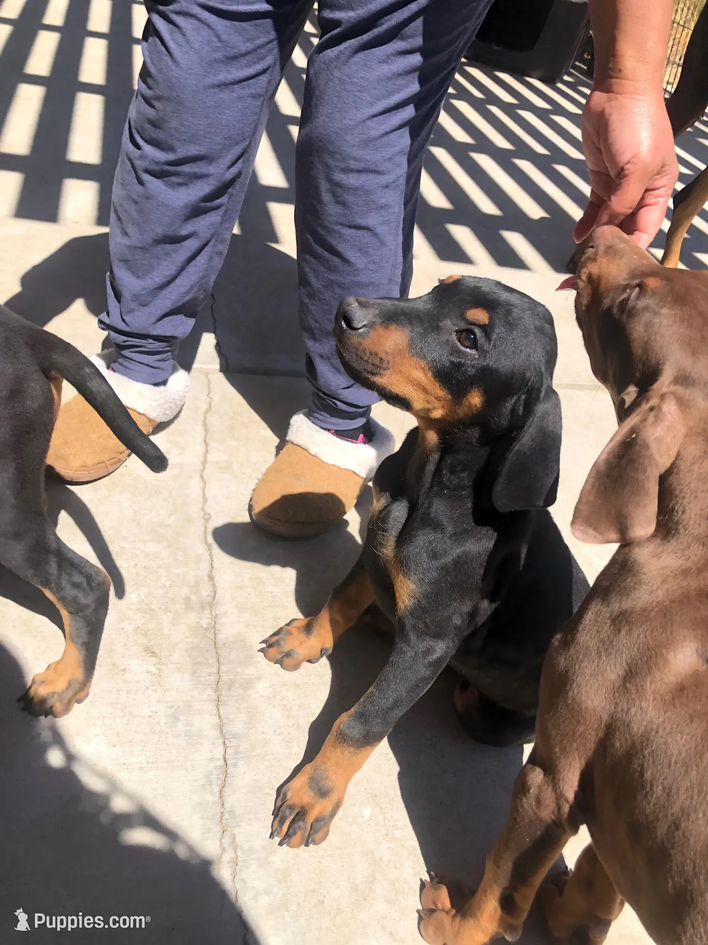 Lulu, a female Doberman Pinscher for sale in Barstow, CA – Photo 2 of 4