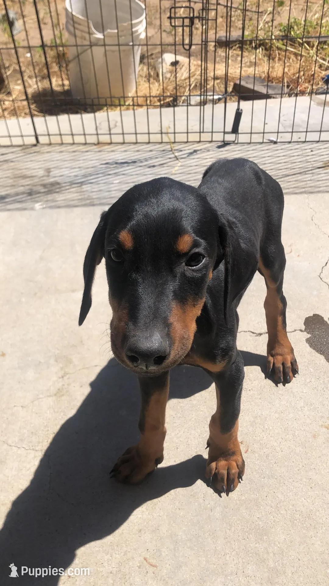 Lulu, a female Doberman Pinscher for sale in Barstow, CA – Photo 1 of 4
