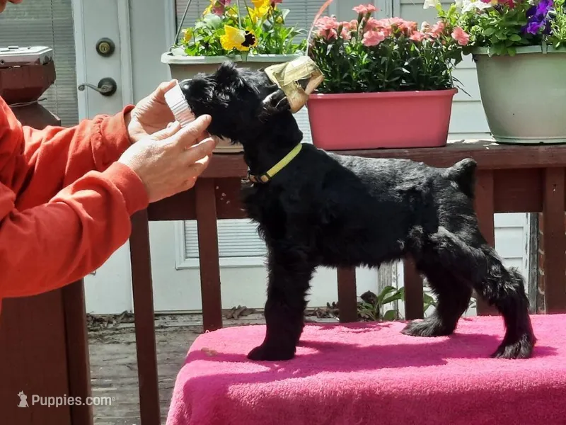 C.J. - Female puppy available - Ears are Cropped- white speck on chest – Giant Schnauzer puppy for sale in New Bloomfield, MO