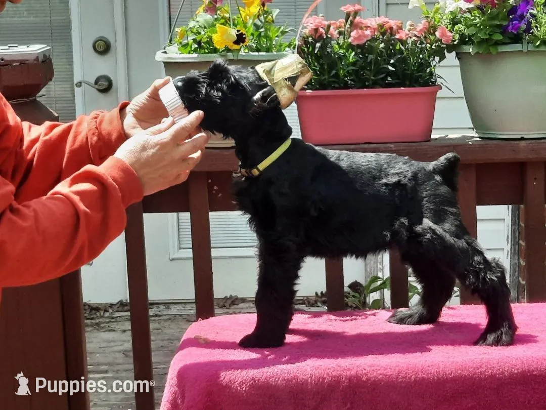 C.J. - Female puppy available - Ears are Cropped- white speck on chest, a female Giant Schnauzer for sale in New Bloomfield, MO – 1 of 5