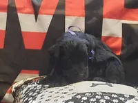 Liberty Giant Schnauzers - female puppy available, a female Giant Schnauzer for sale in New Bloomfield, MO – Photo 1 of 4