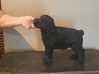 Liberty Giant Schnauzers - female puppy available white speck on chest, a female Giant Schnauzer for sale in New Bloomfield, MO – Photo 4 of 4