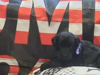 Liberty Giant Schnauzers - female puppy available, a female Giant Schnauzer for sale in New Bloomfield, MO – Photo 2 of 4