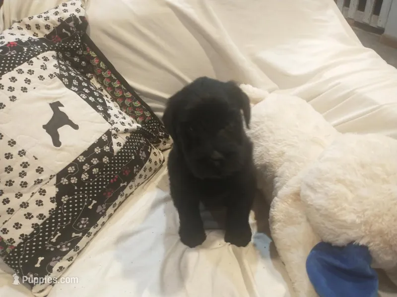 Liberty Giant Schnauzers - female puppy available white speck on chest – Giant Schnauzer puppy for sale in New Bloomfield, MO