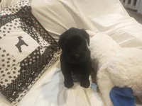 Liberty Giant Schnauzers - female puppy available white speck on chest, a female Giant Schnauzer for sale in New Bloomfield, MO – Photo 1 of 4