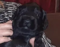 Liberty Giant Schnauzers - Male puppy available, a male Giant Schnauzer for sale in New Bloomfield, MO – Photo 1 of 3