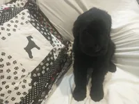 Reserved-Liberty Giant Schnauzers - Male puppy available, a male Giant Schnauzer for sale in New Bloomfield, MO – Photo 1 of 5