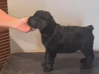 Reserved-Liberty Giant Schnauzers - Male puppy available, a male Giant Schnauzer for sale in New Bloomfield, MO – Photo 5 of 5