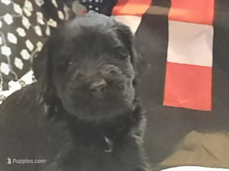 Liberty Giant Schnauzers - female puppy with white spot available – Giant Schnauzer puppy for sale in New Bloomfield, MO