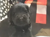 Liberty Giant Schnauzers - female puppy with white spot available, a female Giant Schnauzer for sale in New Bloomfield, MO – Photo 1 of 3