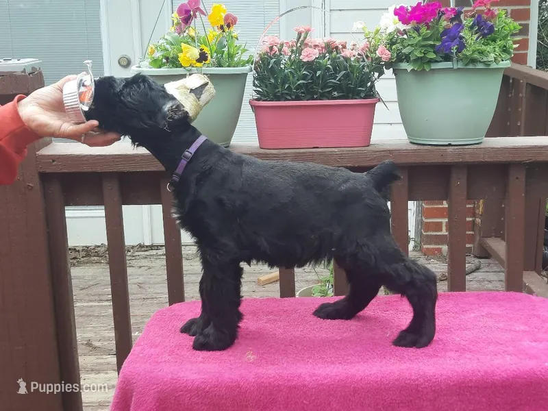 Anthem- Female puppy with white spot available. Ears Cropped.  – Giant Schnauzer puppy on hold in New Bloomfield, MO