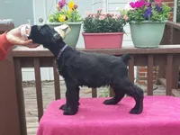 Anthem- Female puppy with white spot available. Ears Cropped. , a female Giant Schnauzer for sale in New Bloomfield, MO – 1 of 5