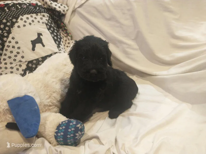 Liberty Giant Schnauzers - female puppy with white spot available – Giant Schnauzer puppy for sale in New Bloomfield, MO