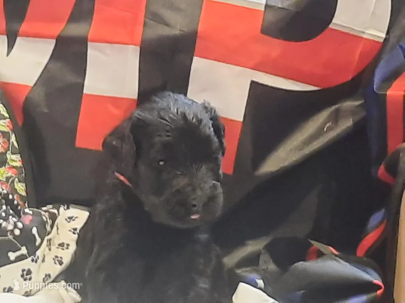 Liberty Giant Schnauzers - female puppy available - Pink – Giant Schnauzer puppy for sale in New Bloomfield, MO