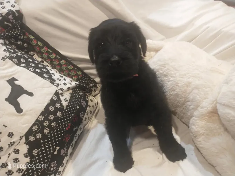 Liberty Giant Schnauzers - female puppy available - Pink – Giant Schnauzer puppy for sale in New Bloomfield, MO