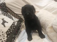  Pink -Female puppy available - Ears are Cropped, a female Giant Schnauzer for sale in New Bloomfield, MO – 2 of 5