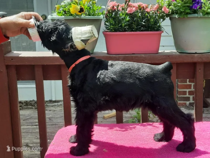  Pink -Female puppy available - Ears are Cropped – Giant Schnauzer puppy for sale in New Bloomfield, MO
