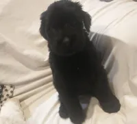 Rosa Parks - Female Puppy Giant Schnauzer, a female Giant Schnauzer for sale in New Bloomfield, MO – Photo 1 of 4