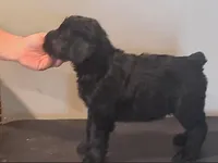 Rosa Parks - Female Puppy Giant Schnauzer, a female Giant Schnauzer for sale in New Bloomfield, MO – Photo 2 of 4