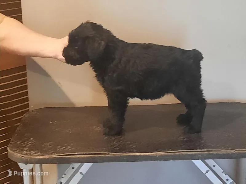 Liberty Giant Schnauzers - Male puppy 2 available – Giant Schnauzer puppy for sale in New Bloomfield, MO