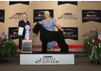 Liberty Giant Schnauzers - Male puppy 2 available, a male Giant Schnauzer for sale in New Bloomfield, MO – Photo 4 of 5