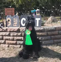 Liberty Giant Schnauzers - Male puppy 2 available, a male Giant Schnauzer for sale in New Bloomfield, MO – Photo 5 of 5