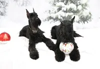 Liberty Giant Schnauzers - Male puppy 2 available, a male Giant Schnauzer for sale in New Bloomfield, MO – Photo 3 of 5