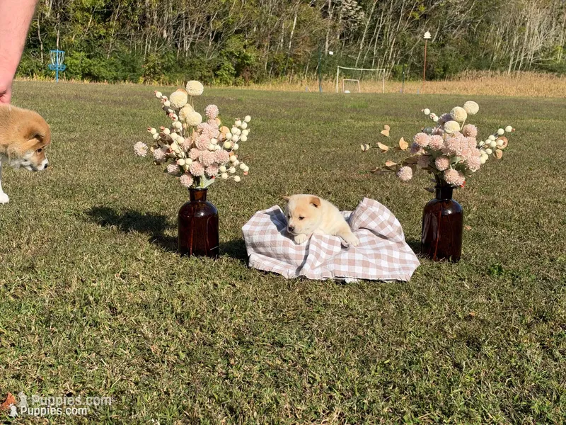 Fred – Shiba Inu puppy for sale in Charles City, VA
