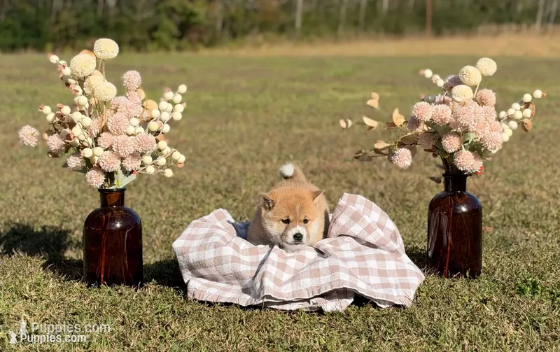 Shaggy – Shiba Inu puppy for sale in Charles City, VA