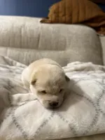 Fred, a male Shiba Inu for sale in Charles City, VA – 3 of 5