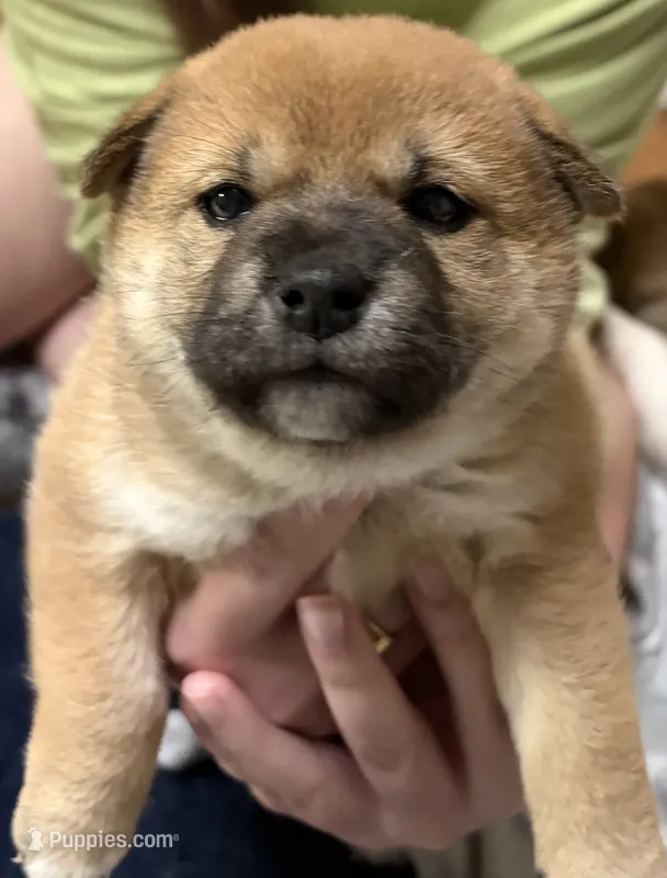 Velma – Shiba Inu puppy for sale in Charles City, VA