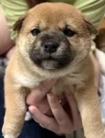 Velma, a female Shiba Inu for sale in Charles City, VA – 1 of 3