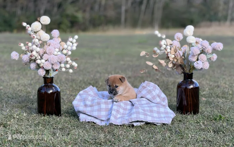 Velma – Shiba Inu puppy for sale in Charles City, VA