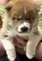 Shaggy, a male Shiba Inu for sale in Charles City, VA – 1 of 6