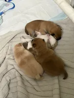 Daphne, a female Shiba Inu for sale in Charles City, VA – 4 of 5