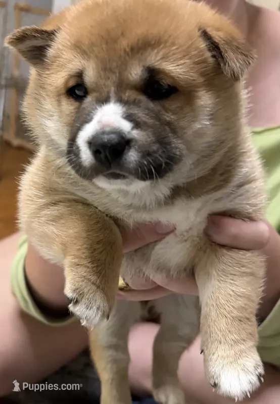 Daphne – Shiba Inu puppy for sale in Charles City, VA