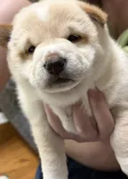 Fred, a male Shiba Inu for sale in Charles City, VA – 1 of 5