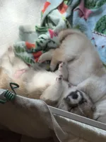 Shaggy, a male Shiba Inu for sale in Charles City, VA – 2 of 6