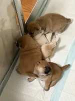 Daphne, a female Shiba Inu for sale in Charles City, VA – 3 of 5
