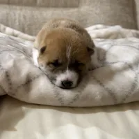 Shaggy, a male Shiba Inu for sale in Charles City, VA – 4 of 6