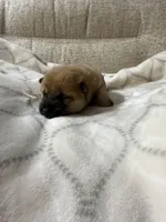 Velma, a female Shiba Inu for sale in Charles City, VA – 2 of 3