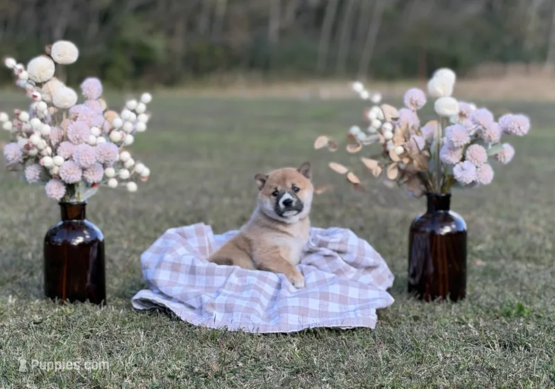 Daphne – Shiba Inu puppy for sale in Charles City, VA